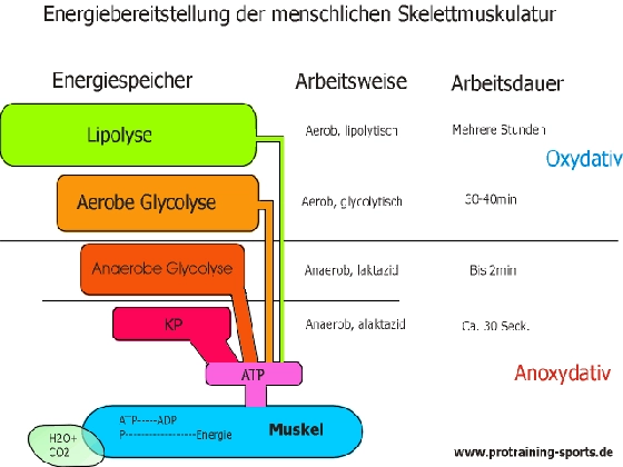 Grafik: Energiebereitstellung der menschlichen Skelettmuskulatur